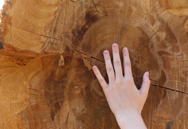 Hand,Of,A,Child,Touching,Wood,Tree,Rings,On,A